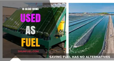 Algae as Fuel: Sustainable Energy Source or Future Fantasy?