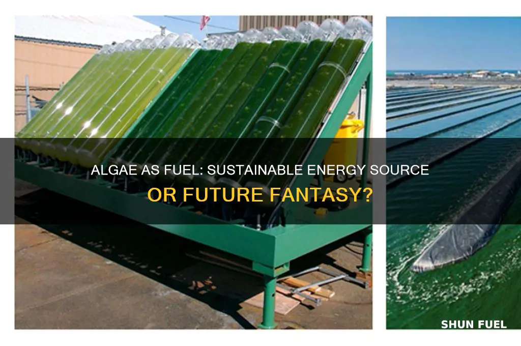 is algae being used as fuel