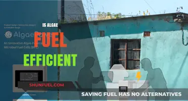 Is Algae Fuel Efficient? Exploring Its Sustainability and Energy Potential