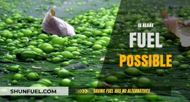 Exploring Algae Biofuel: A Sustainable Energy Alternative for the Future?