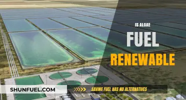 Is Algae Fuel a Sustainable and Renewable Energy Solution?