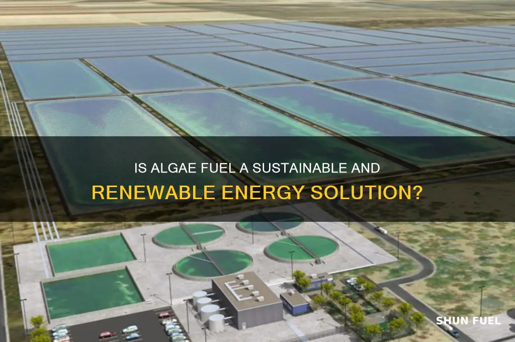 is algae fuel renewable
