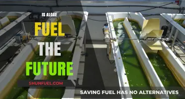Algae Fuel: Sustainable Energy Solution or Future Fantasy?