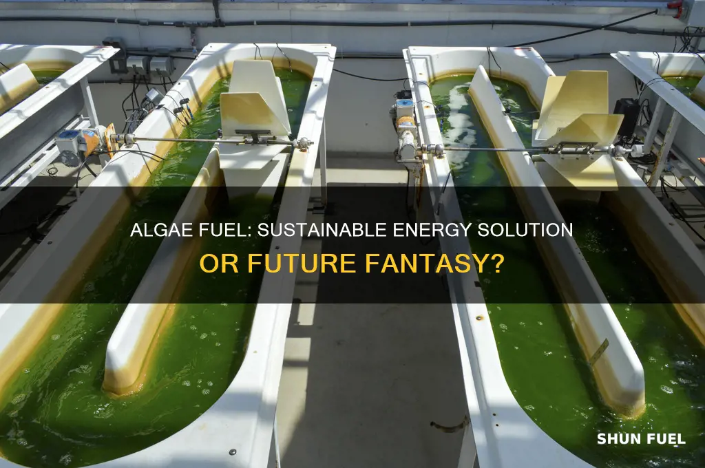 is algae fuel the future