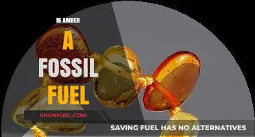 Amber: Fossil Fuel or Ancient Tree Resin?