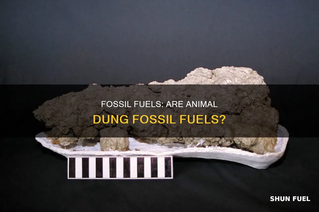 is animal dung a fossil fuel
