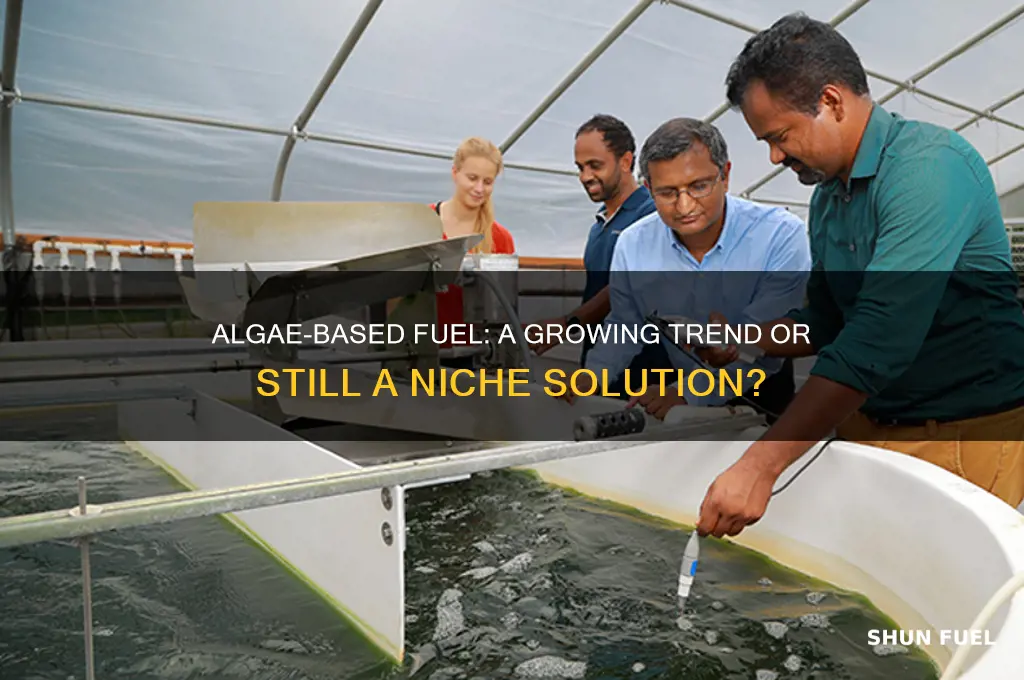 is anyone using fuel made from algi