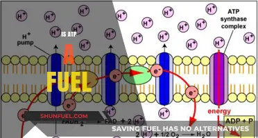 Is ATP the Ultimate Fuel for Cellular Energy Production?