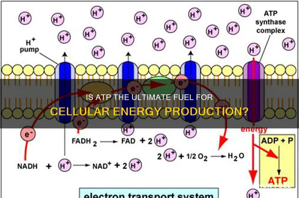is atp a fuel