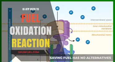 ATP's Role in Fueling Oxidation Reactions: Unraveling Energy Dynamics