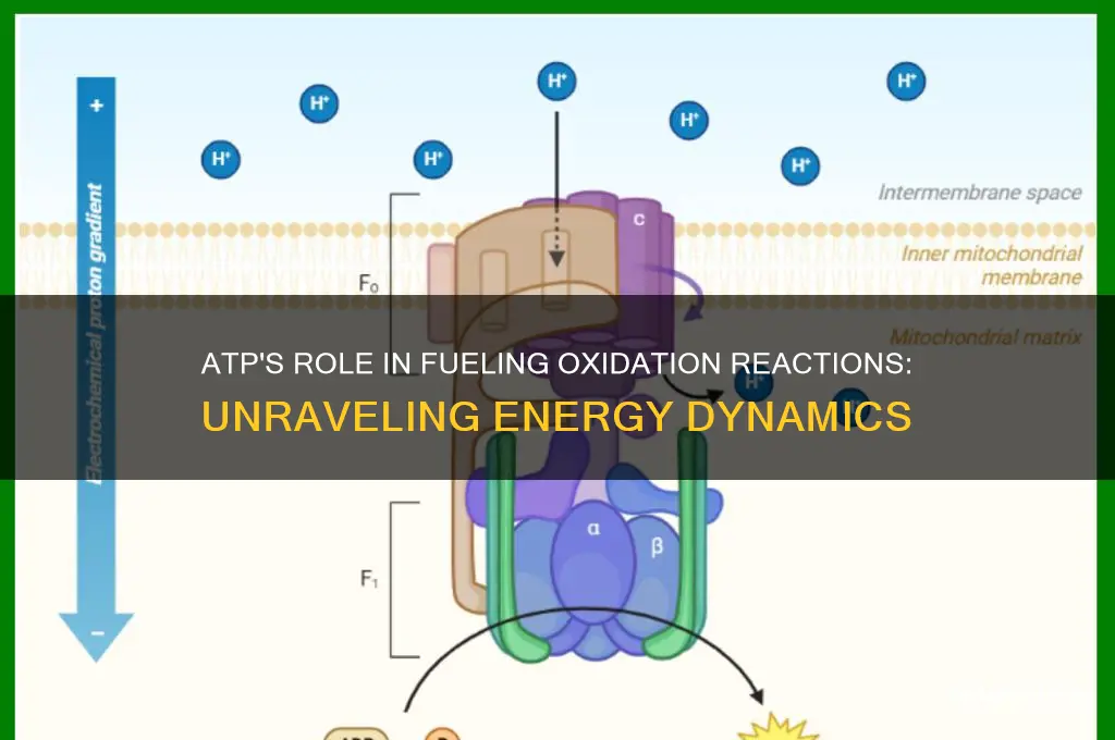 is atp used to fuel oxidation reaction