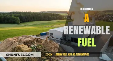 Is Biomass Truly Renewable? Exploring Its Sustainability and Energy Potential