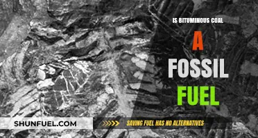 Bituminous Coal: Fossil Fuel or Not?