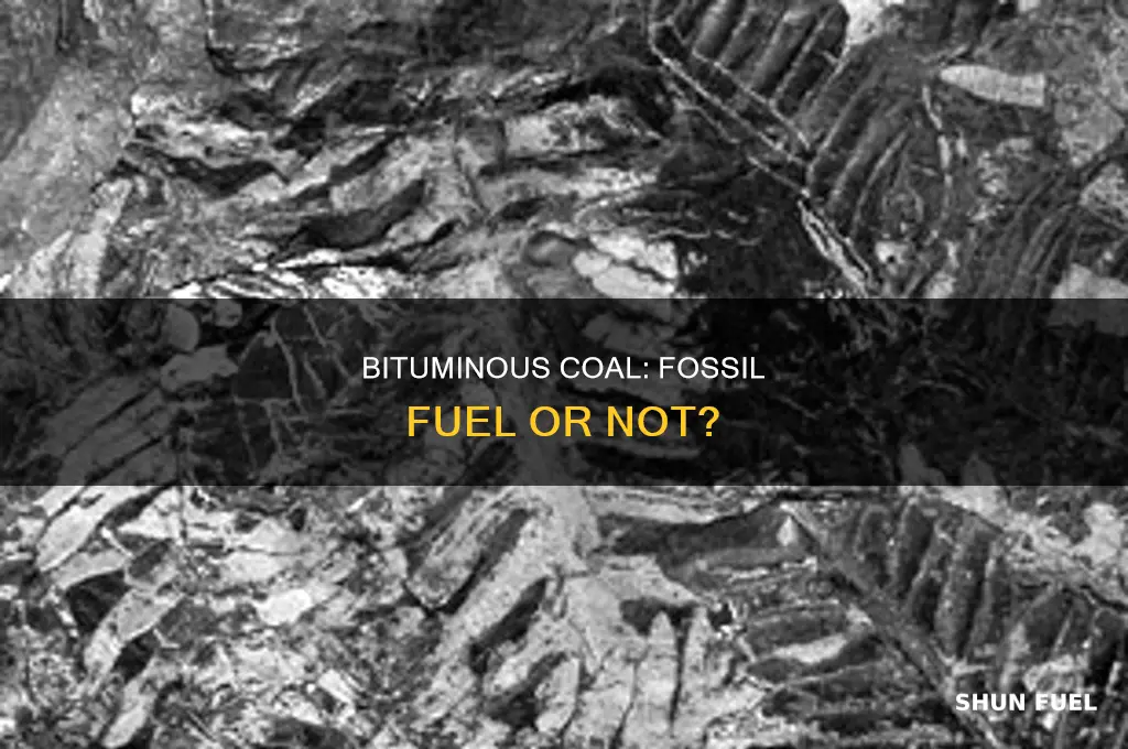 is bituminous coal a fossil fuel