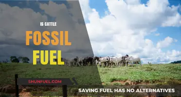 Cattle and Fossil Fuel: The Climate Change Connection