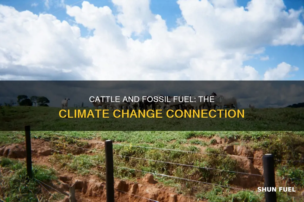 is cattle fossil fuel