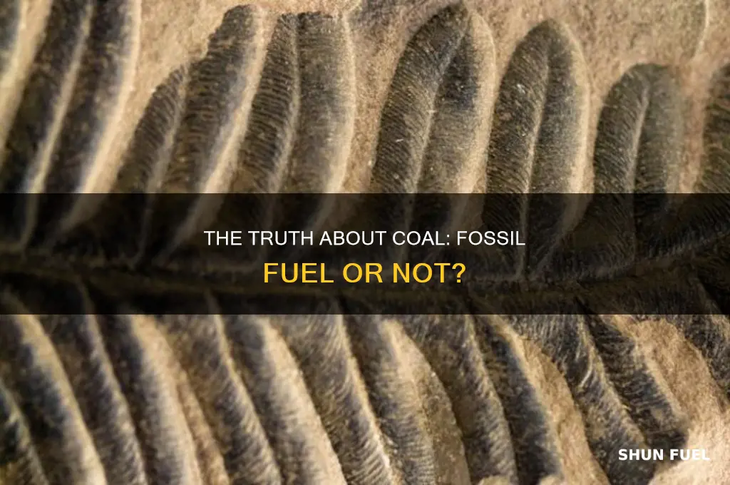 is coal a fossil fuel yes or no