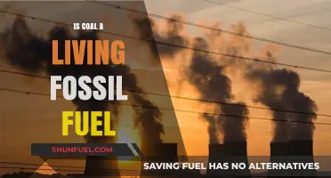 How Coal, a Living Fossil Fuel, Powers Our World