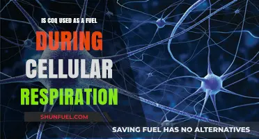 Is Coq10 a Fuel Source in Cellular Respiration? Exploring the Facts