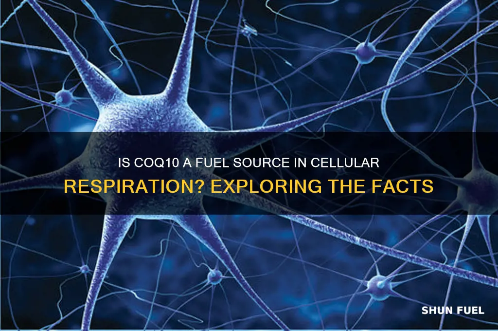 is coq used as a fuel during cellular respiration
