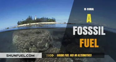 Is Coral a Fossil Fuel? Debunking Myths and Understanding Marine Life