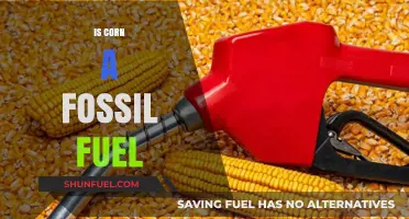 Corn: A Renewable Energy Source or Fossil Fuel?