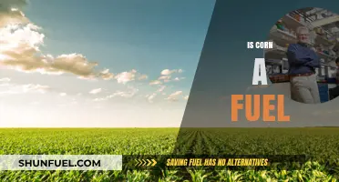Is Corn a Fuel? Exploring Bioenergy Potential and Sustainability