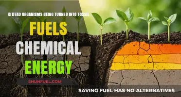 How Dead Organisms Transform into Fossil Fuels?