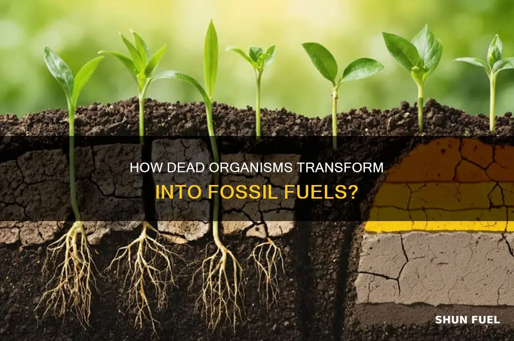 is dead organisms being turned into fossil fuels chemical energy