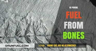 Fossil Fuels and Bones: Unraveling the Ancient Origins of Energy