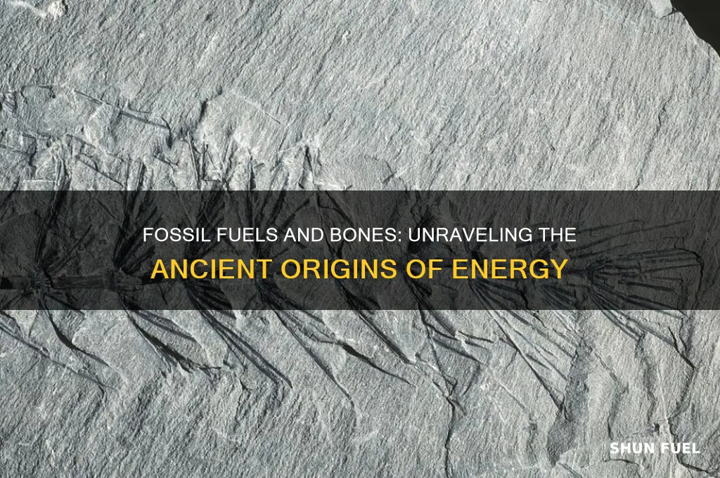 is foosil fuel from bones