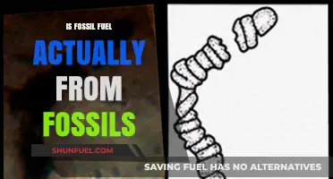 Fossil Fuel: Ancient Organisms Powering Our World
