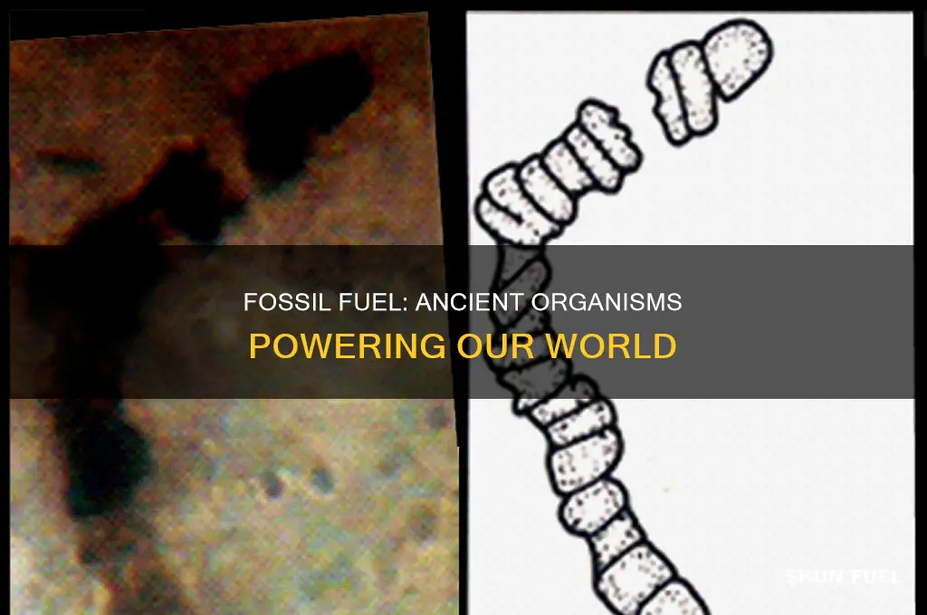 is fossil fuel actually from fossils