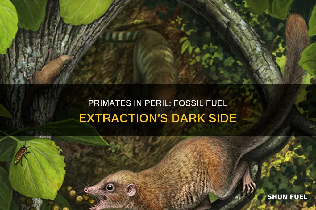is fossil fuel extraction a direct threat to primate population