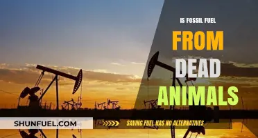 How Fossil Fuels Are Linked to Ancient Life