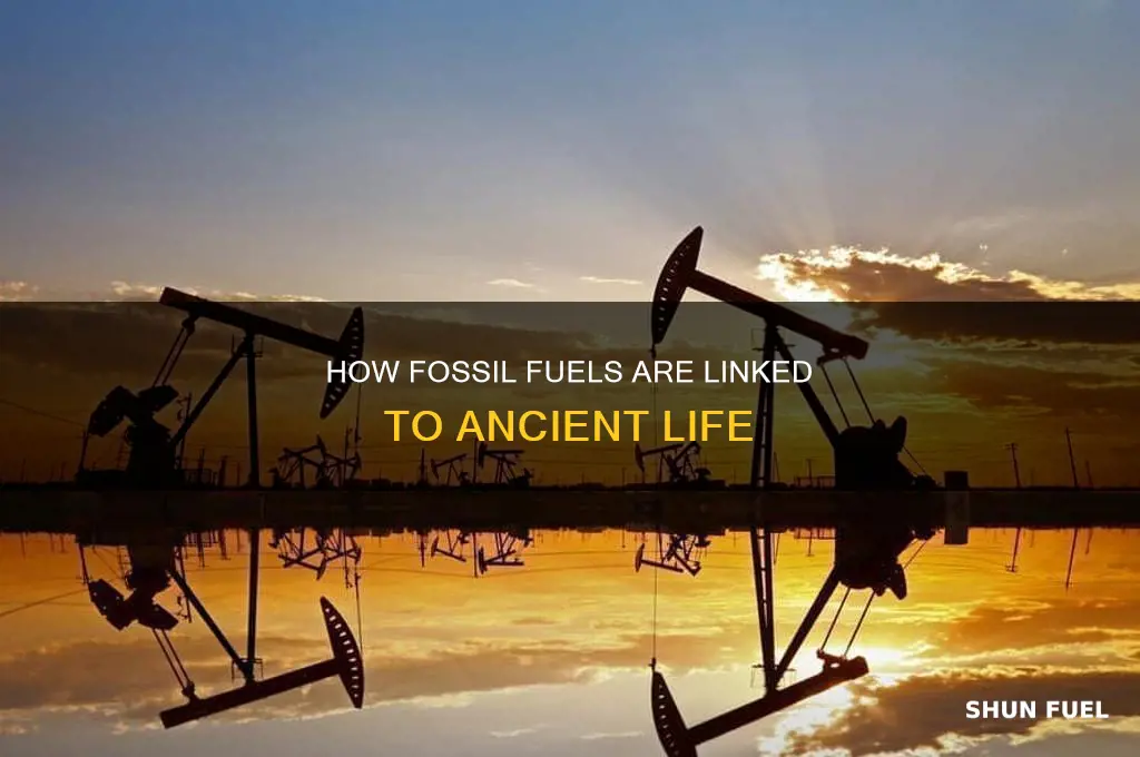 is fossil fuel from dead animals