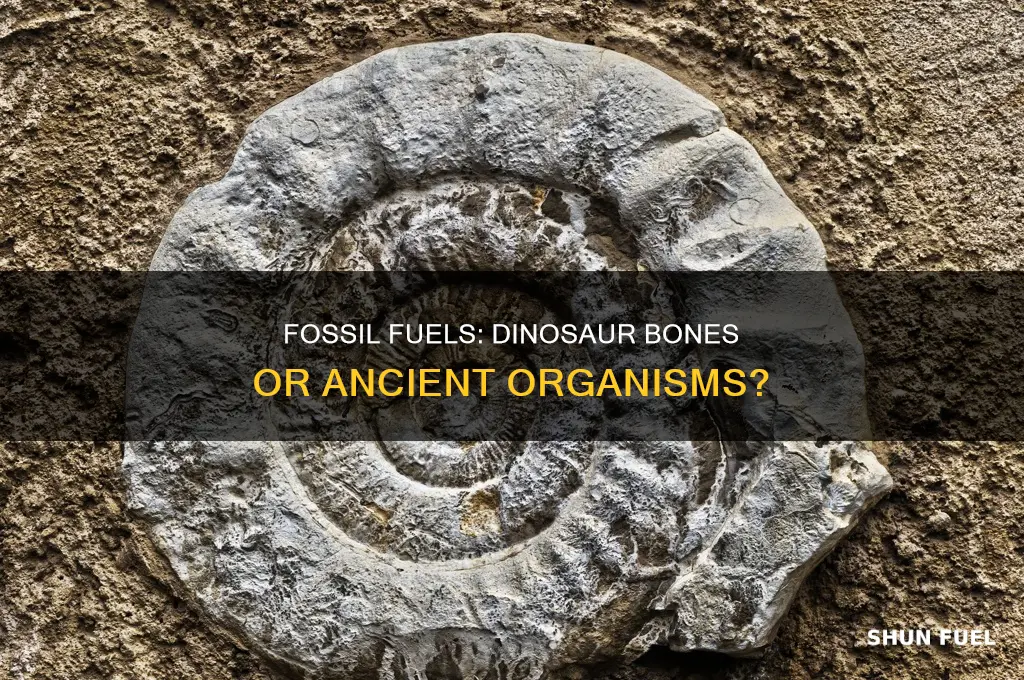 is fossil fuel made from dinosaur bones