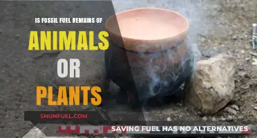 Fossil Fuels: Ancient Animals and Plants' Legacy
