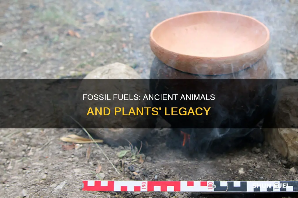 is fossil fuel remains of animals or plants