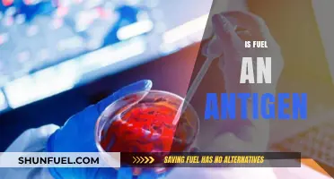 Is Fuel an Antigen? Exploring the Science Behind Immune Responses