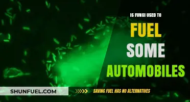 Fungi-Based Biofuels: The Future of Sustainable Automobile Fuel?