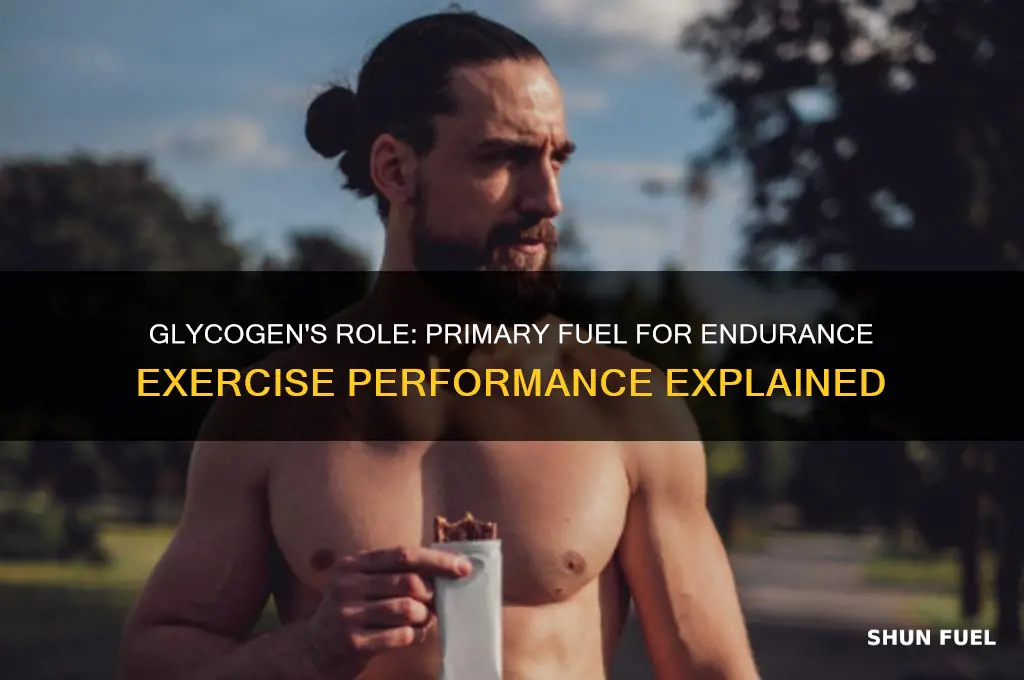 is glycogen the primary fuel used during endurance exercise