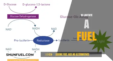 Lactate as Fuel: Unlocking Its Role in Energy Metabolism