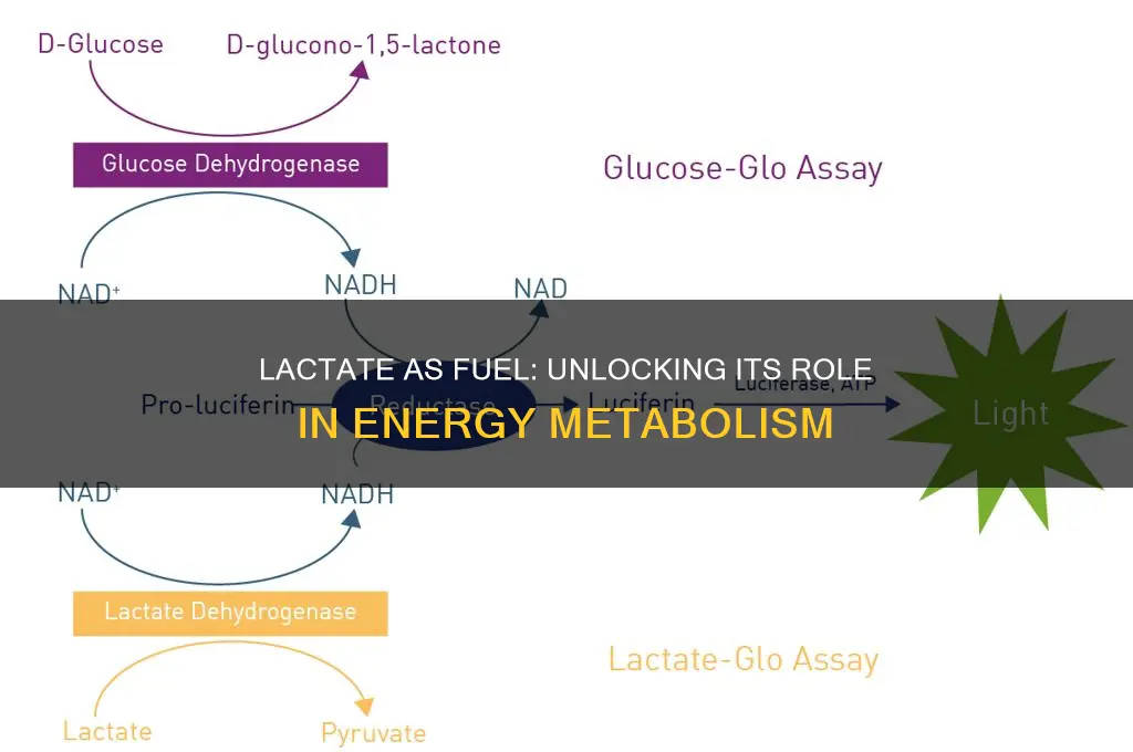 is lactate a fuel