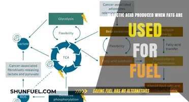 Does Fat Metabolism Produce Lactic Acid? Unraveling the Energy Fuel Myth