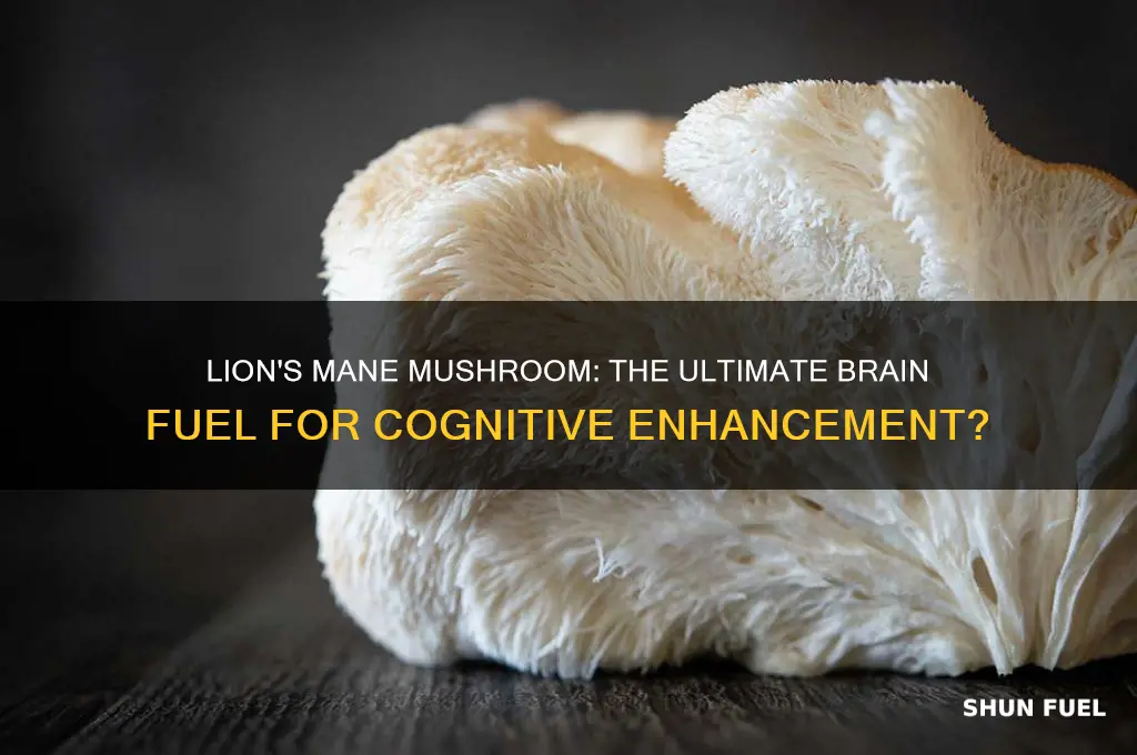 is lions mane brain fuel