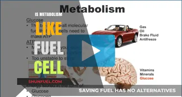 Metabolism vs. Fuel Cells: Unraveling the Energy Conversion Mystery