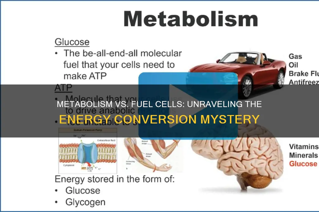 is metabolism like fuel cell