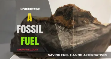 Is Petrified Wood a Fossil Fuel? Unraveling the Myth