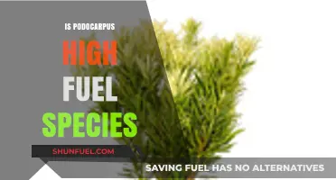 Is Podocarpus a High Fuel Species? Exploring Its Combustion Potential